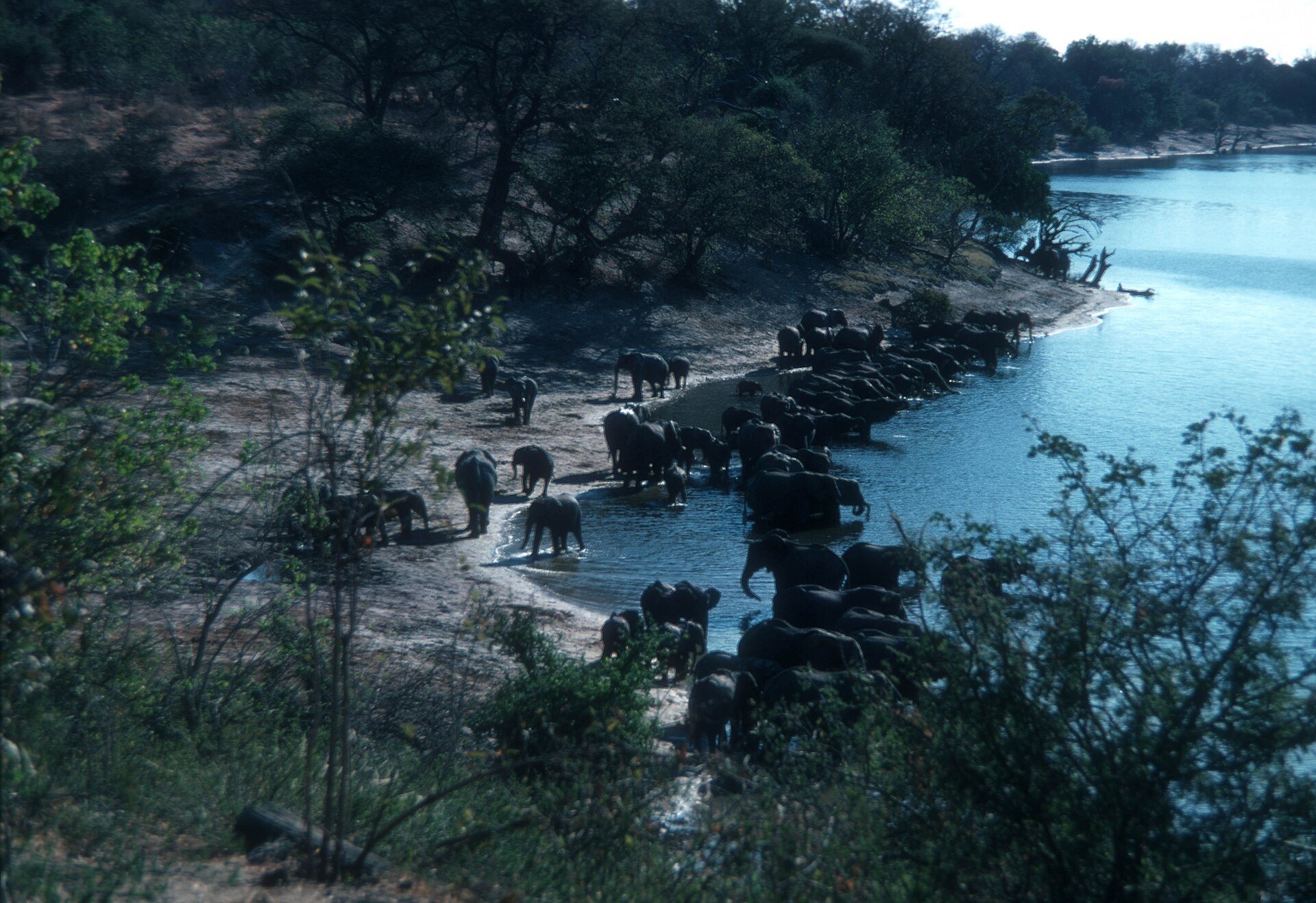 Chobe National Park