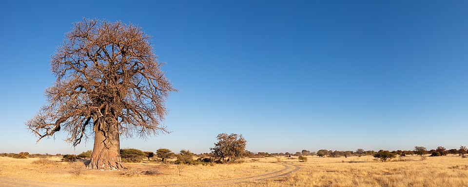 Makgadikgadi Pans
